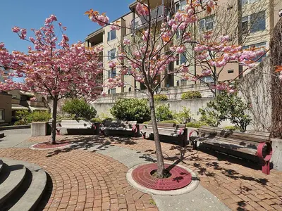 two trees with pink flowers in front of a building at Deluxe 2 Bed 2 Bath And 5 Min Walk To Downtown And Seawalk in Victoria