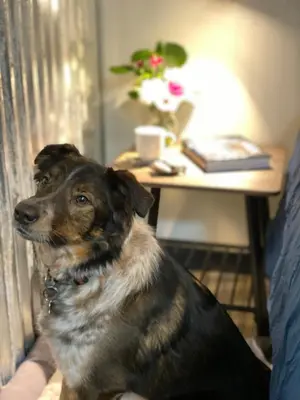 a dog sitting on a couch in front of a desk at Dawson Lodge in Dawson City