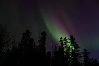an aurora in the sky with trees in the foreground at Hidden Valley Bed and Breakfast in Whitehorse