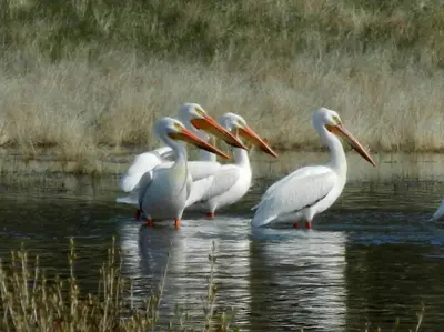 a group of white birds standing in the water at Barney’s Lakeside Resort in Puntzi Lake