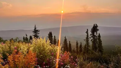 a sun setting over a field of flowers at Green Village in Calgary