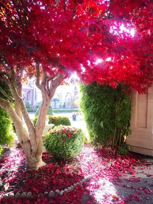 a tree covered in red flowers next to a building at V.I.P. CLUB in Surrey