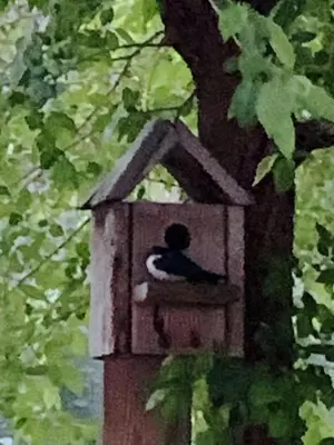 a painting of a bird sitting in a bird house at Rivermount Motel in Little Fort