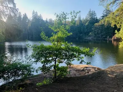 a tree on a rock in front of a lake at A Cozy Family get away suite in South Nanaimo in Nanaimo