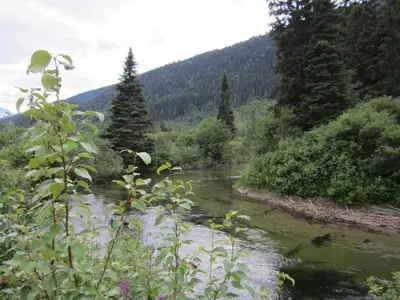 a river in the middle of a valley with trees at Summit River Lodge & Campsites in Valemount