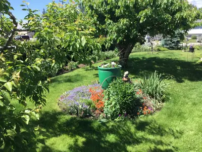 a garden with a green bucket in the grass at Your home away from home in Kelowna