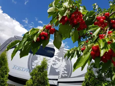 a tree with red berries in front of a building at The Orchard at Oliver in Oliver