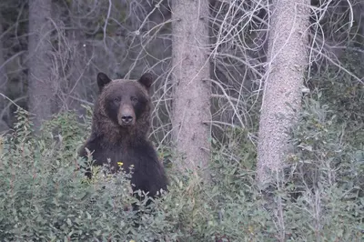 a brown bear standing next to a tree at Mountain Gate - Pet Friendly 2BR w Mountain Views and open hot tub in Canmore