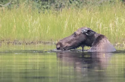 a hippopotamus swimming in a body of water at Lac Des Roches Resort in Bridge Lake
