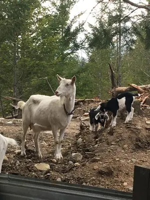 a white cow standing next to two dogs on a hill at Maple Heart Ranch in Shawnigan Lake