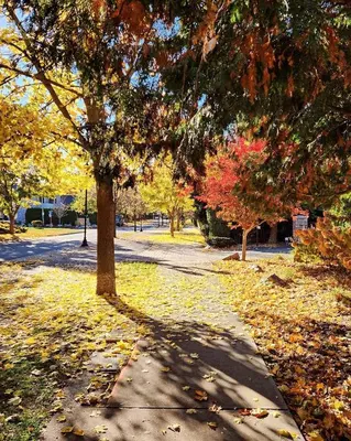 a tree in a park with leaves on the ground at Stirling House in Kelowna