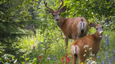 two deer standing in a field of flowers at Settlers Crossing #61 by Bear Country in Sun Peaks