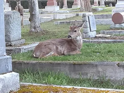 a cow laying in the grass in a cemetery at Sea Birds Cottage in Victoria