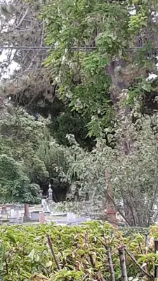 a group of trees and bushes in a park at Sea Birds Cottage in Victoria