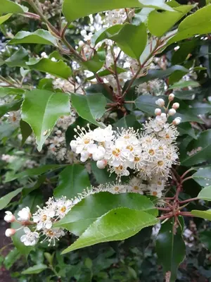 a bunch of white flowers on a tree at Sea Birds Cottage in Victoria