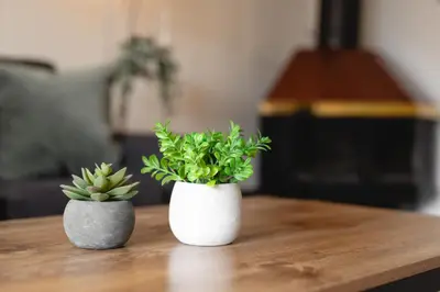 two plants sitting on top of a wooden table at 1BR in Carleton Lodge, Unbeatable Mountain Base Location, Ski In, Ski Out, Free Parking in Whistler