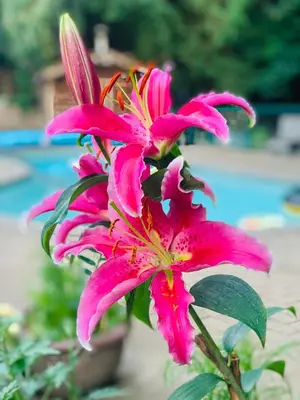 a pink flower is growing in a pot at Resort style home living in Delta
