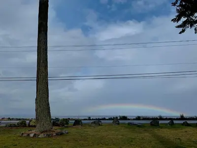 a tree in a field with power lines next to it at Oyster Bay Resort in Oyster Bay