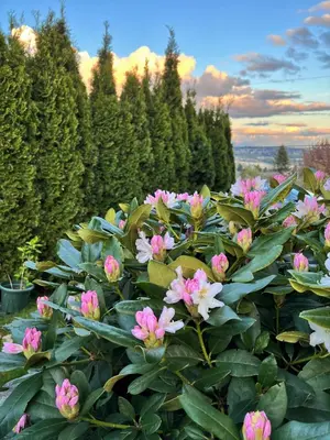 a bunch of pink flowers in a garden at Lovely J Home -Stunning river view cozy two bedroom private suite in New Westminster