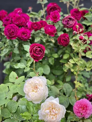 a bunch of red and white roses in a vase at Lovely J Home -Stunning river view cozy two bedroom private suite in New Westminster