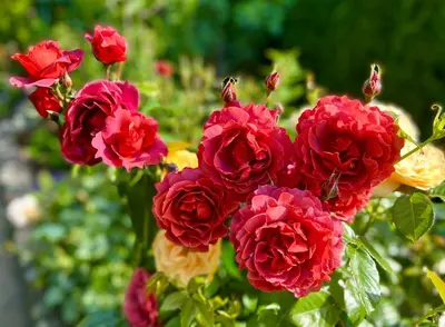 a group of red roses in a garden at Lovely J Home -Stunning river view cozy two bedroom private suite in New Westminster