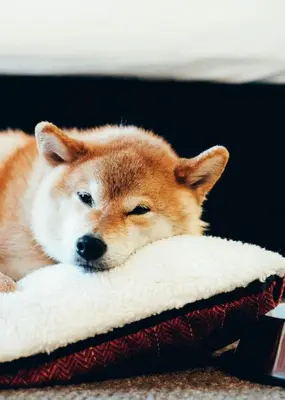a dog laying on top of a pillow at Summit Lodge Boutique Hotel by Paradox in Whistler