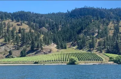 a bunch of vineyards on a hill next to a lake at Exceptional Boutique Cottage with Incredible Lake View in Kelowna