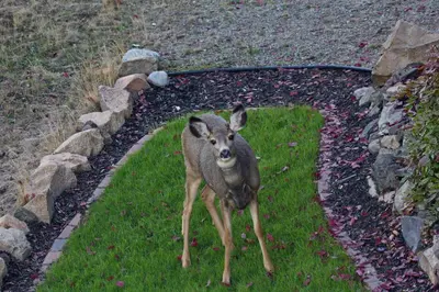 a deer standing in the grass in a garden at Honeymoon Suite in West Kelowna