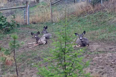 a group of deer laying in the grass at Honeymoon Suite in West Kelowna