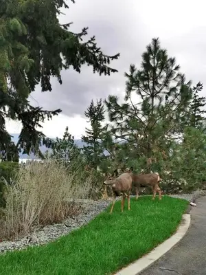 two animals standing in the grass on the side of a road at Honeymoon Suite in West Kelowna