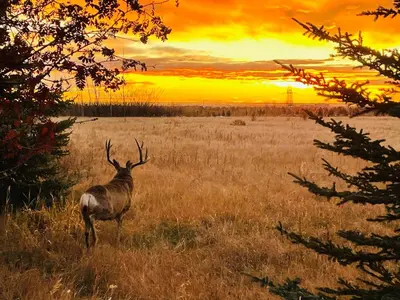 a deer standing in a field at sunset at Skyline Getaway - Mountain Views - Pool - Hot Tub in Canmore