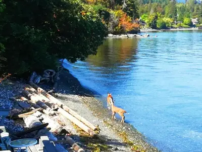 a dog standing on the shore of a river at Walkon Waterfront Castle Cove Inn in Chemainus