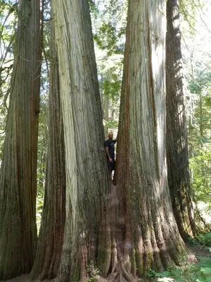 a man standing in between two large trees at 4 Mile Creek Cabin (Creekside) in Nelson