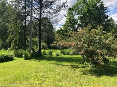 a green yard with a tree and a pole at Mini-Mooh cabin in Clearwater