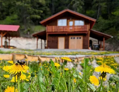 a bee sitting on a field of flowers in front of a house at Tschurtschenthaler Rentals in Golden