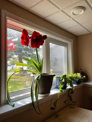 a window with two red flowers on a window sill at citadel hills valley in Calgary