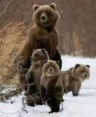 a bear and three cubs walking in the snow at The Cabin in Stewart