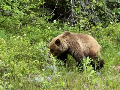 a brown bear walking through a field of grass at The Cabin in Stewart