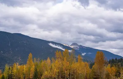 a group of trees with a mountain in the background at Granite Ridge Condo by Revelstoke Vacations in Revelstoke