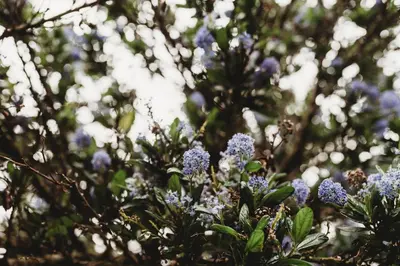 a bunch of purple flowers in a tree at The Oceanfront Hotel in Sointula