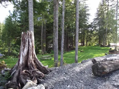 a stump of a tree in a park with a picnic table at Wild Coast Chalets in Port Renfrew