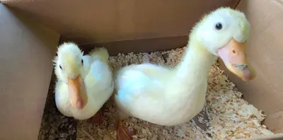 two white ducks are sitting in a box at The Cottage on the Farm in Ladysmith