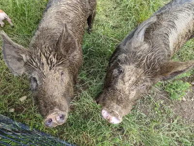 two pigs are laying in the grass at The Cottage on the Farm in Ladysmith