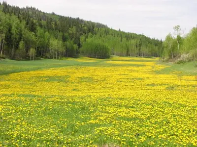 a field full of yellow flowers in a field at The Grateful Bed B'n'B in Prince George