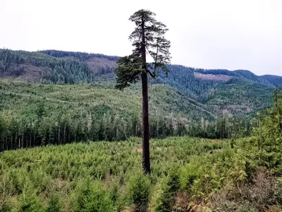 a tall tree in the middle of a field at Halibut Hideaway in Port Renfrew