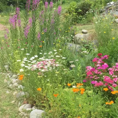 a garden with colorful flowers in the grass at Cozy ,artistic cottage in a garden setting close to the beach and hiking trails. in Powell River