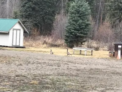 two birds walking in a field next to a bench at Witt's End Ranch Private Get Away in Princeton