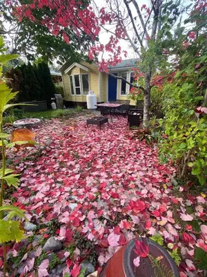 a yard covered in pink flowers on the ground at Beaver Lake Resort Site #36 in Lake Cowichan