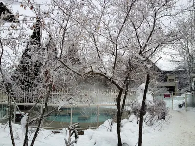 a tree covered in snow next to a swimming pool at 260 The Aspens - Ski In Ski Out in Whistler