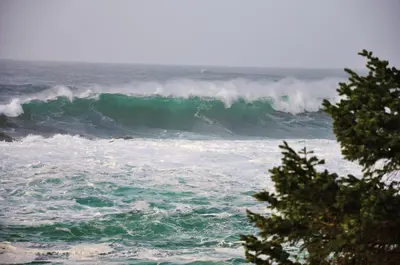 a large wave in the ocean with a tree at Winter's Hideaway Suite in Ucluelet